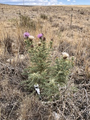 Cirsium ochrocentrum
