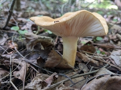 Russula ballouii