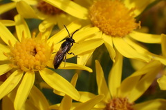Hylaeus communis