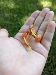 Hygrocybe minutula