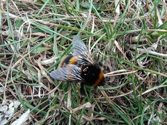 Bombus