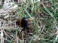 Bombus
