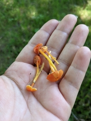 Hygrocybe minutula