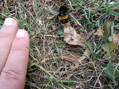 Bombus