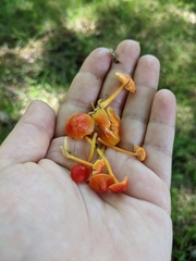 Hygrocybe minutula
