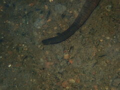 Haemopis marmorata