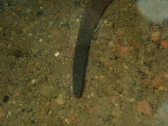 Haemopis marmorata