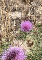 Cirsium ochrocentrum