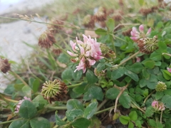 Trifolium hybridum