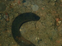 Haemopis marmorata