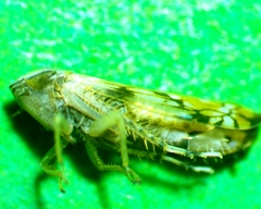 Scaphoideus opalinus