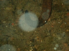 Haemopis marmorata