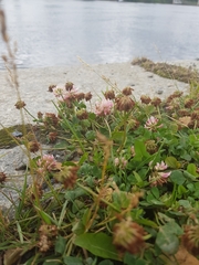 Trifolium hybridum