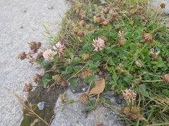 Trifolium hybridum