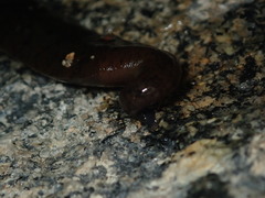 Haemopis marmorata