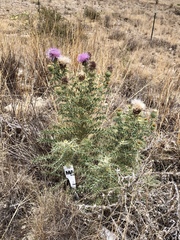 Cirsium ochrocentrum