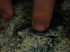 Haemopis marmorata
