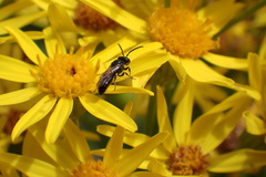 Hylaeus communis