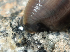 Haemopis marmorata