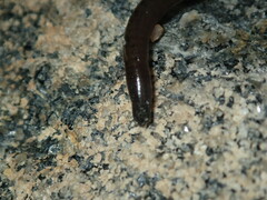 Haemopis marmorata