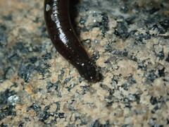 Haemopis marmorata