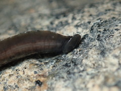 Haemopis marmorata