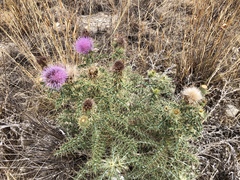 Cirsium ochrocentrum