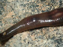 Haemopis marmorata
