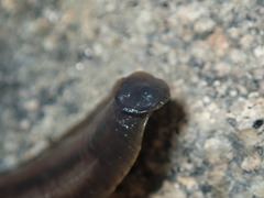 Haemopis marmorata