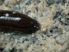 Haemopis marmorata