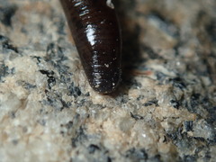 Haemopis marmorata