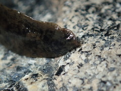 Haemopis marmorata