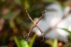 Argiope argentata