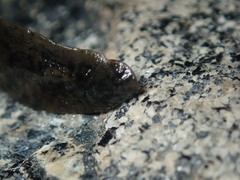Haemopis marmorata