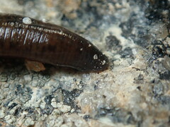 Haemopis marmorata