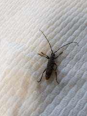Elytrimitatrix undata