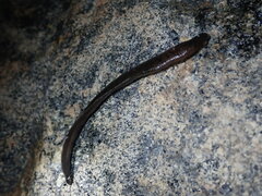 Haemopis marmorata