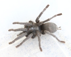 Chaetopelma olivaceum