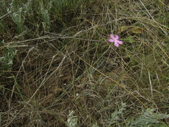 Dianthus carbonatus