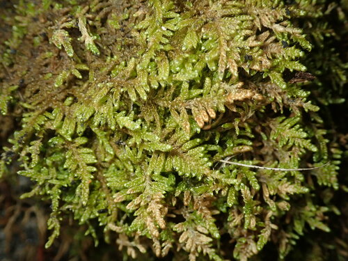 Roaldia revoluta