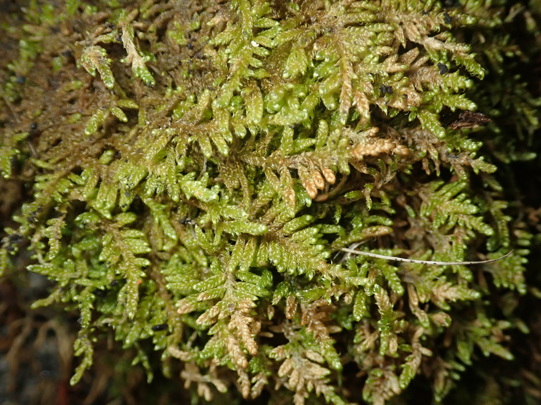 Roaldia revoluta