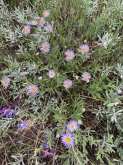 Erigeron pinnatisectus