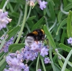 Bombus