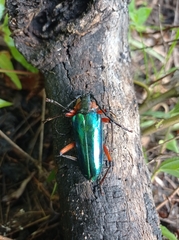 Crioprosopus basileus