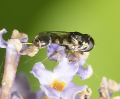 Syritta pipiens