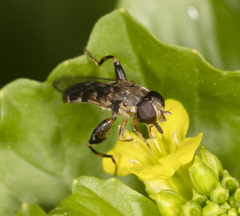 Syritta pipiens