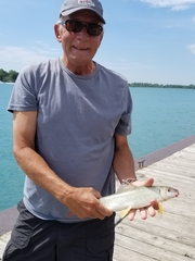 Moxostoma macrolepidotum