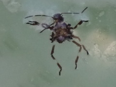 Halyomorpha halys