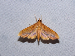 Anarmodia