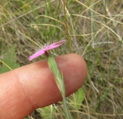 Dianthus carbonatus